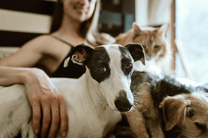 Pet Sitting pet sitting tunisie